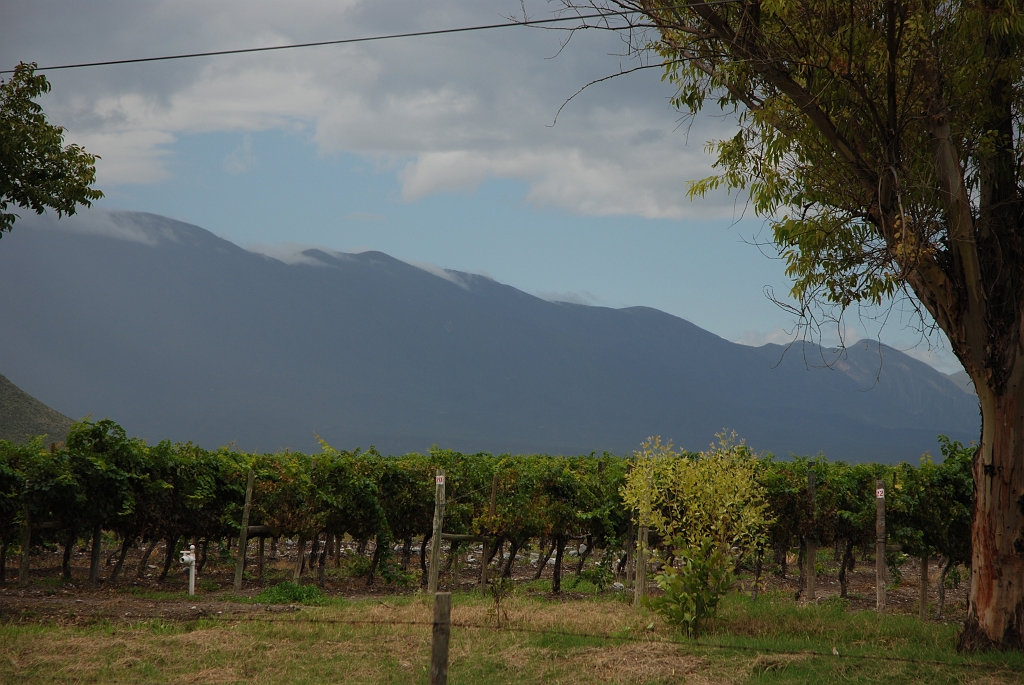 Vineyards in Parras